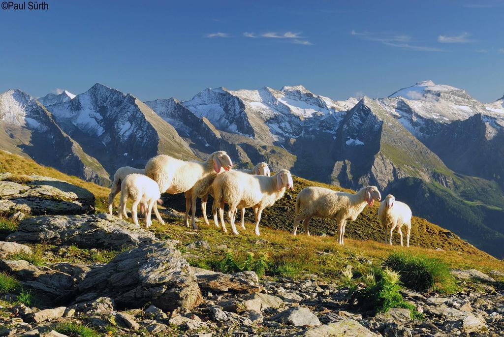 Haus Alpenfriede Διαμέρισμα Ramsau im Zillertal Δωμάτιο φωτογραφία